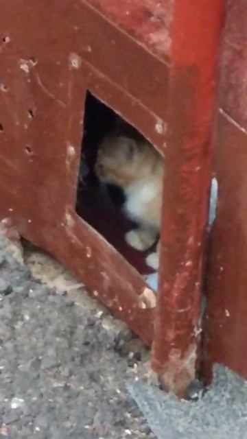 Семья кошек смотреть онлайн