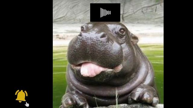 Hippo Sound Effects || Hippo's Growl || No Copyright Issue.