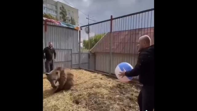 Саратовцы играют с медведем в мяч смотреть онлайн