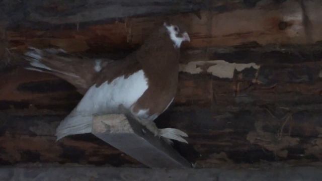 Голуби смотреть онлайн