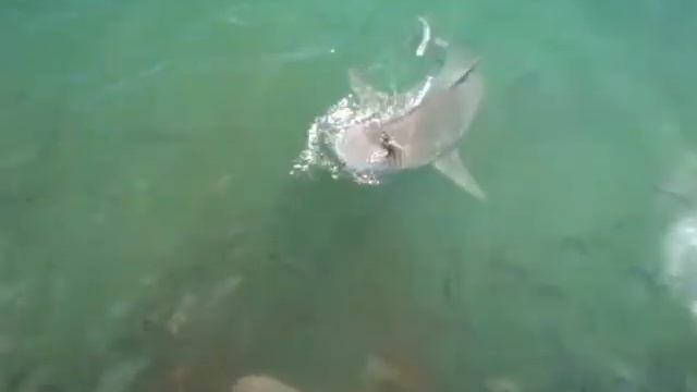 Bull Sharks смотреть онлайн