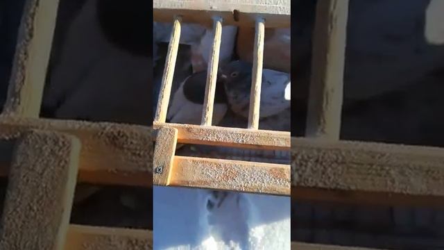 "" КАК ИЗБАВИТЬСЯ ОТ БРАКА... СЕРГЕЙ .... КАЗАХСТАН смотреть онлайн