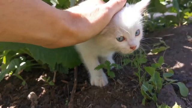 Котята мальчики Омск 30.05.2020 смотреть онлайн