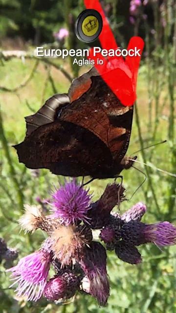 Dagpauwoog🦋 Butterfly-CLOSE🌸Tagpfauenauge смотреть онлайн