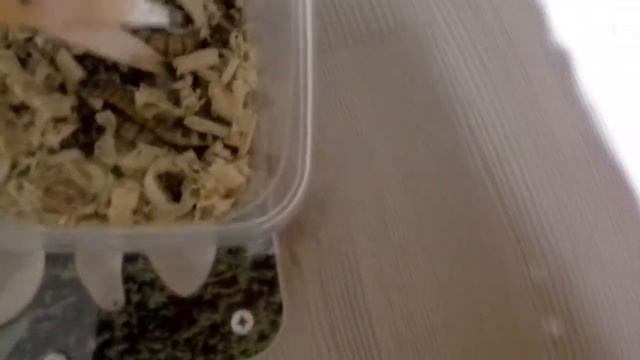 Даю муравьям зафобаса смотреть онлайн