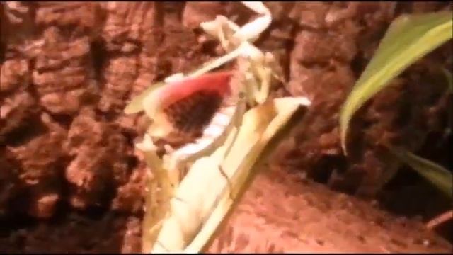 Creobroter nebulosa Paarungsversuch смотреть онлайн