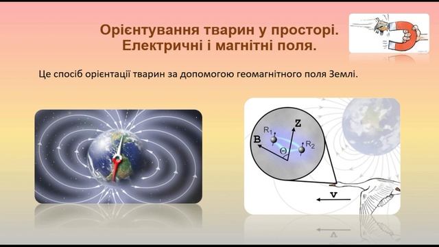 Біологія. Тварини. Орієнтування тварин. Міграції смотреть онлайн