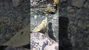 Трофейная охота на Дагестанского тура