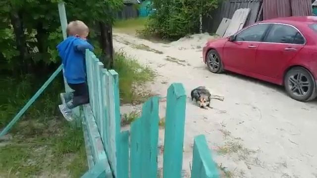 Дразнит соседскую собаку. смотреть онлайн