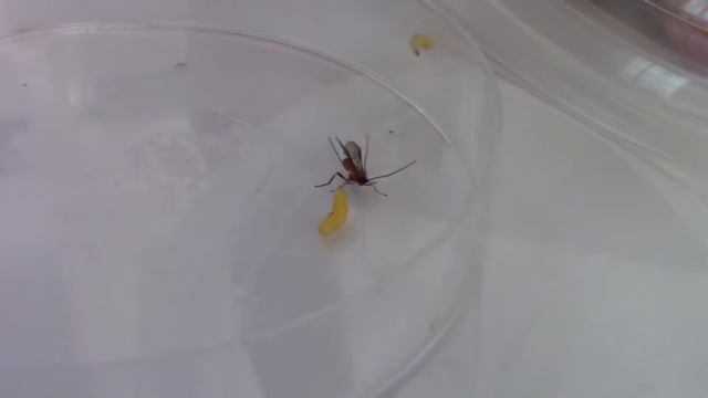 PARASITOIDES #moscadelafruta смотреть онлайн