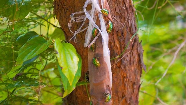 シロテンハナムグリ　flower beetle　奄美大島 смотреть онлайн