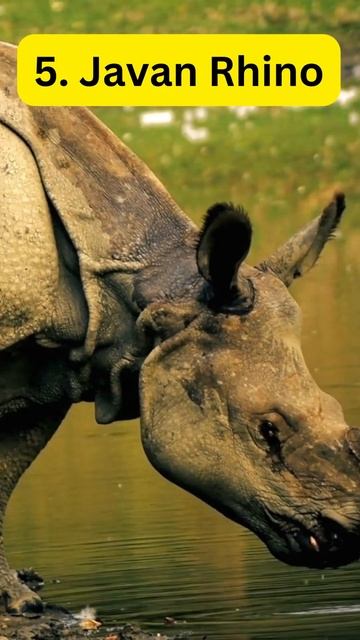 Top 10 Endangered Species in the World - Will They Survive? смотреть онлайн