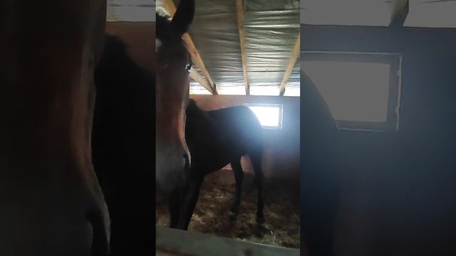 🐴🐴 кто любит лошадей смотреть онлайн
