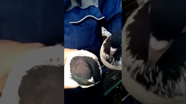 Голуби буденновск смотреть онлайн