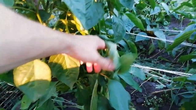 НЕ ЗАБУДЬТЕ СДЕЛАТЬ ЭТО С ПЕРЦЕМ В АВГУСТЕ. смотреть онлайн