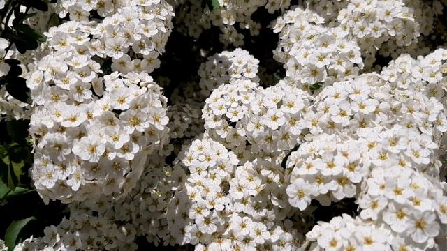 SPIREA one of most beautiful flowering shrubs // TANAMAN PAGAR BERBUNGA смотреть онлайн