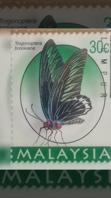 Butterflies Of Malaysia смотреть онлайн