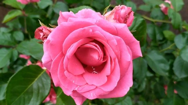 Доверенное 221 серия русская озвучка | Анонс и Дата выхода смотреть онлайн