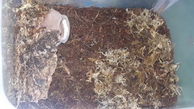 Asian Forest Scorpion | heterometrus longimanus | rehousing смотреть онлайн