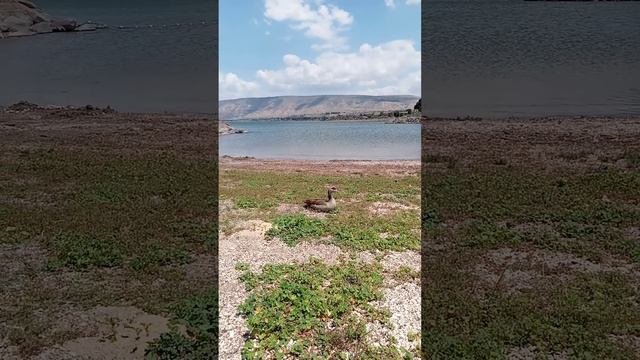 семья гусей на озере Иордан смотреть онлайн
