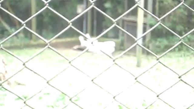 zoo safari - tigre branco смотреть онлайн