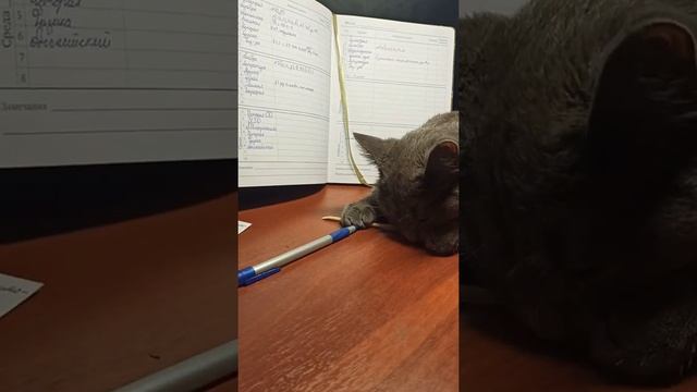 Без кота и жизнь не та!!! 😁 Кошка прикол. Катя делает уроки. смотреть онлайн