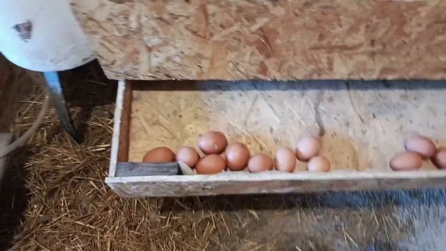 Гнездо для кур с яйцесборником. смотреть онлайн