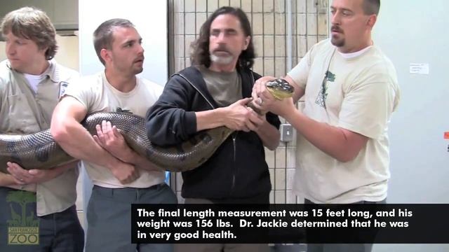 How to move an Anaconda смотреть онлайн