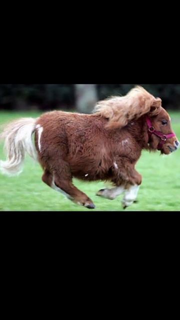 ⚡Meet the smallest horse in the world in Telugu| Thumbelina| смотреть онлайн