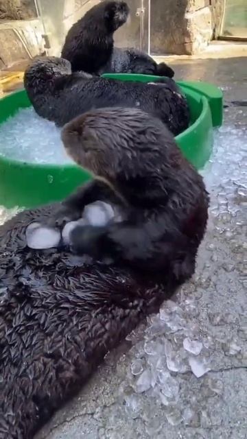 animal first time 🥶 Cooling moment 🥶🥶 смотреть онлайн