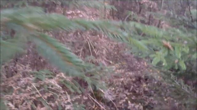 Zakko ståndskall på grävling 29.10.2014 Sörebo смотреть онлайн