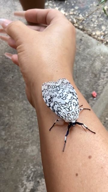 Caterpillar Transformed into Giant Leopard Moth смотреть онлайн