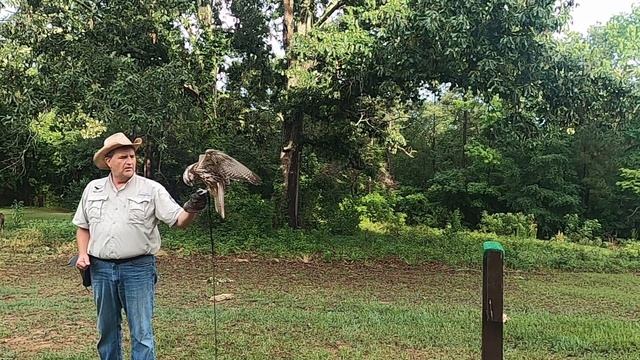 Falcon training - flying to come to the fist when called. смотреть онлайн