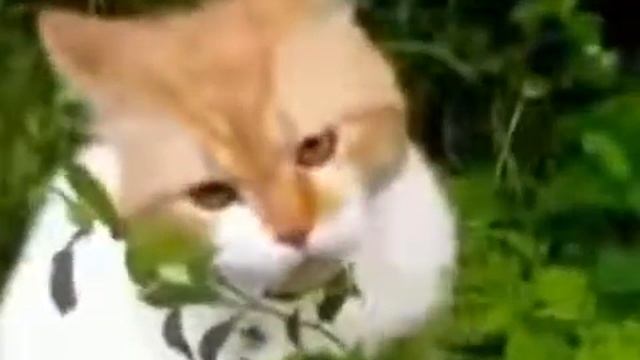 Кот говорит Оооооо, чуваки смотреть онлайн