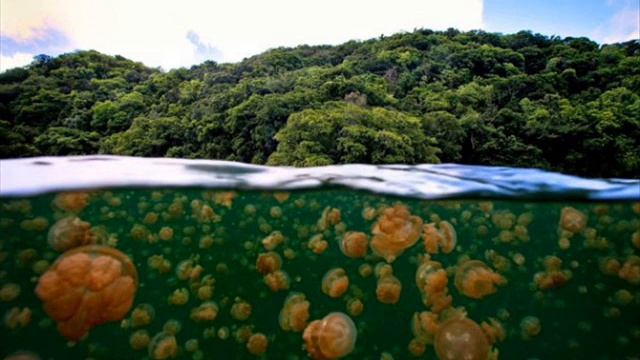 Jellyfish Lake - Palau Islands Palau (Jellyfish Lake - หมู่เกาะ Palau ประเทศปาเลา) смотреть онлайн