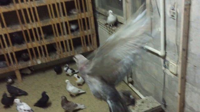 Мои голуби для Илгара. смотреть онлайн