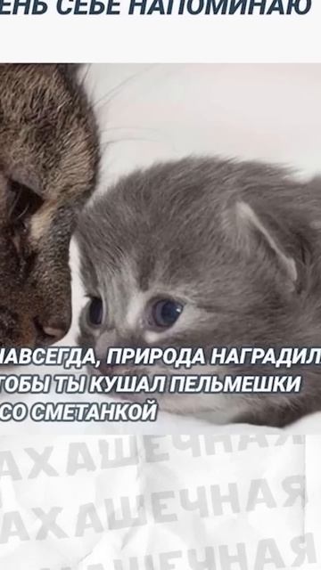 #приколы #мемы #лютыеприколы #мем #школа #троллинг смотреть онлайн