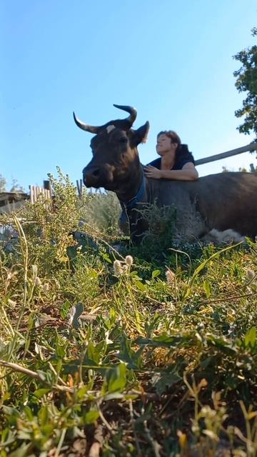 Моё солнышко #солнцемонако #кавер #дуэтримские #деревня #животные #корова #природа смотреть онлайн