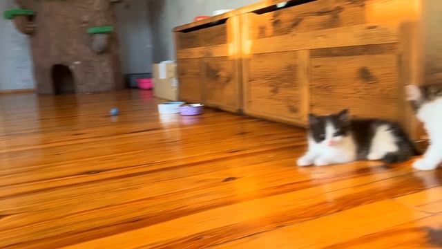 Смешные котики юги и Яни (А НУ КА ДАВАЙ КА) смотреть онлайн