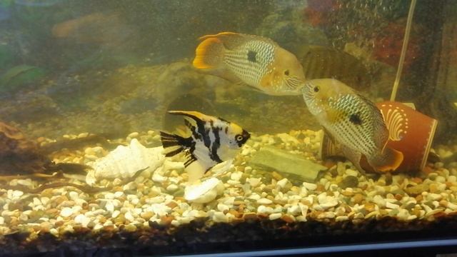 Акара бирюзовая 🔥🐠