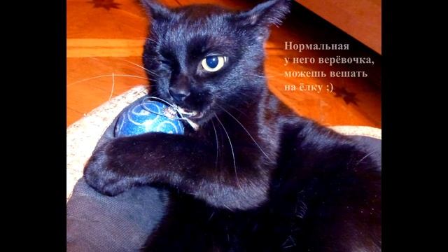 Моя кошачья жизнь смотреть онлайн