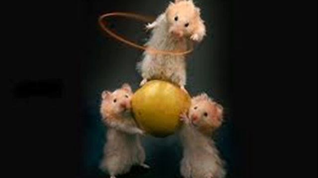 hamster new .wmv смотреть онлайн