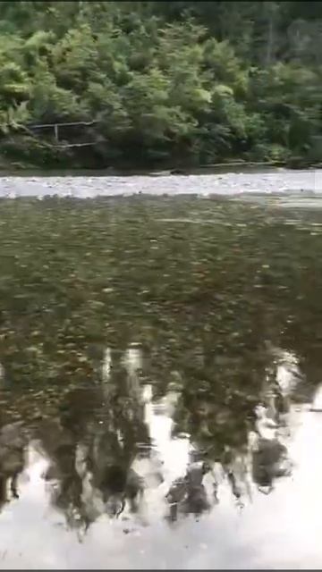 Salmones Chinook Chiloé 4 смотреть онлайн