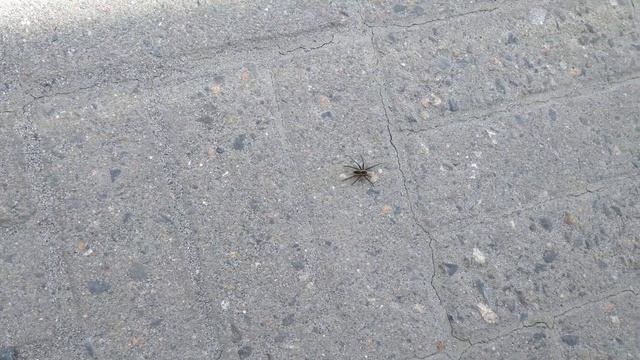 Rantahämähäkki смотреть онлайн