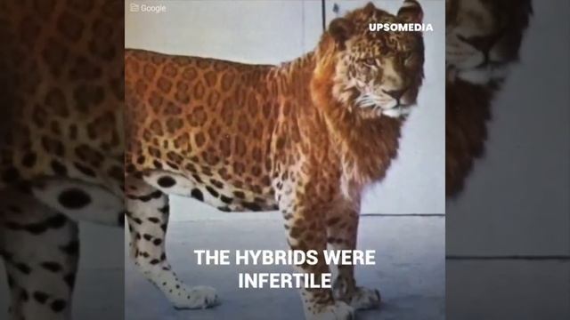 Leopon: The Artificial Mix Of A Leopard And A Lioness