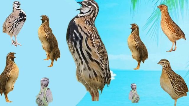 Madi batair ki awaz Female quil sounds morning hunting گندم کی شکار کے لئے بہترین آواز смотреть онлайн
