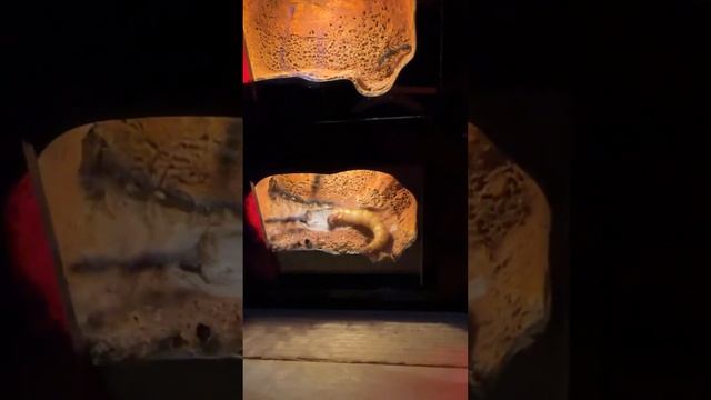 Harpegnathos Venator. смотреть онлайн