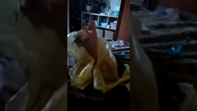 Кот залез в пакет смотреть онлайн