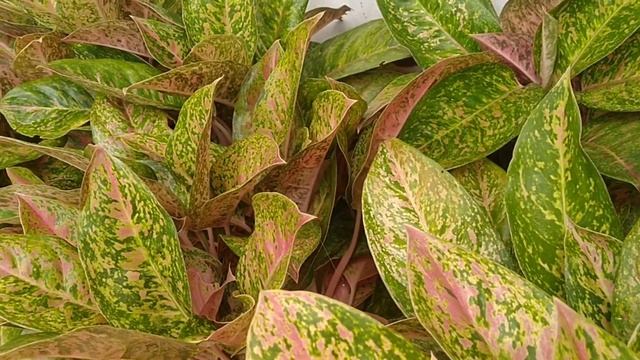 KOLEKSI TANAMAN HIASNYA SUBUR-SUBUR SEMUA|TANAMAN HIAS DIDEPAN RUMAH смотреть онлайн