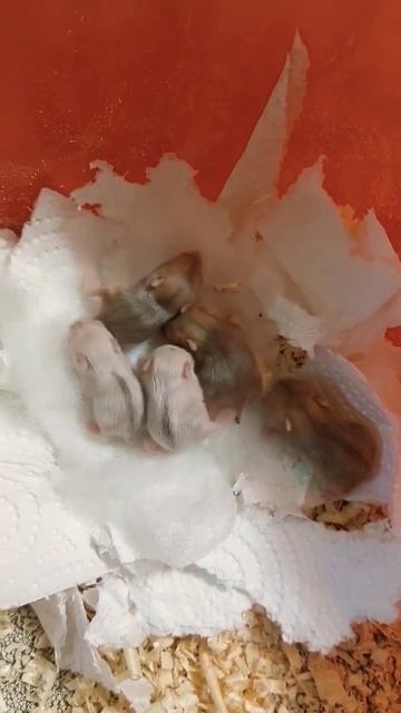 Very small hamsters | 非常小的仓鼠 | बहुत छोटे हम्सटर | Очень маленькие хомячки | الهامستر الصغير جدا смотреть онлайн